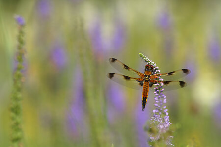lisasti_ploscec_Libellula quadrimaculata_Davorin Tome