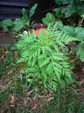 16719_1531745036_55_16719